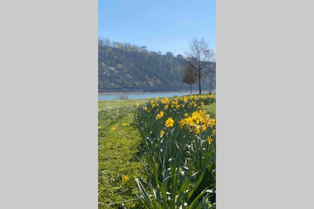 Comfortable New Apartment In #Koblenz# Direkt Am Rhein Koblenz  Eksteriør billede